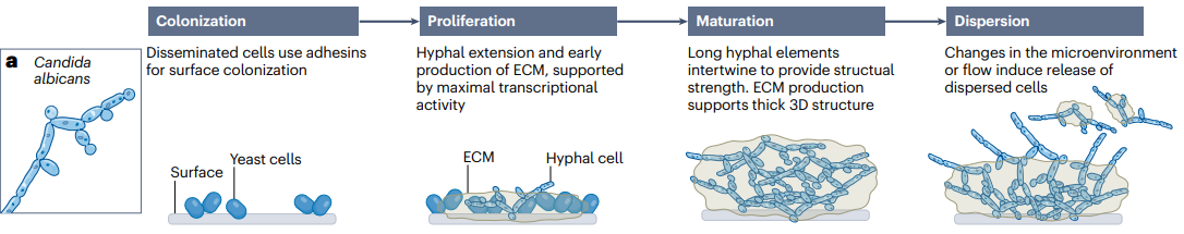 New article about clinically important fungal biofilms in Nature ...